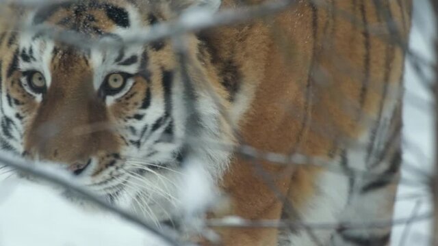 Portrait of a tiger, amur tiger, in winter mountains during heavy snowfall at winter. 4k cinematic slow motion wildlife footage, 120 fps