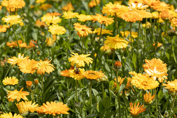 Yellow and orange calendula flowers with green leaves and buds in a park in summer