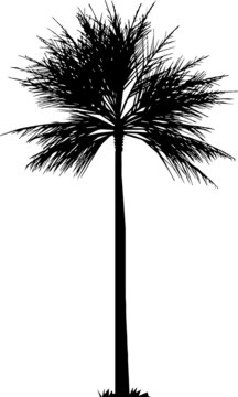 palm tree silhouette, hand drawing palm tree illustration.
