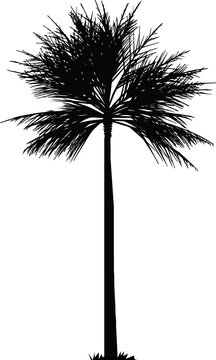 palm tree silhouette, hand drawing palm tree vector.