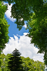 Green trees against the blue sky