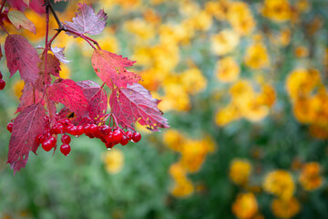 viburnum tree branch on yellow flowers background