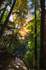 太陽の光に透ける日本の紅葉