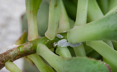 Succulent with mealy bug infestation close-up