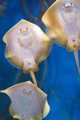 愛知県蒲郡市竹島町の水族館 泳いでいるエイの裏側が可愛い © mm