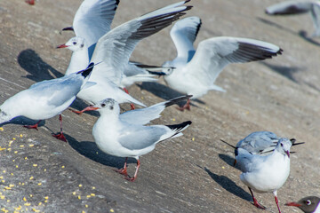 Various Seagulls on a coastline