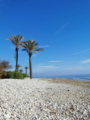 Coastal beach scene with two palm trees