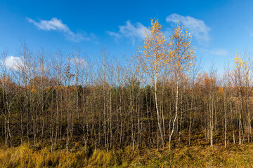 Fototapeta premium trees and plants in the autumn season