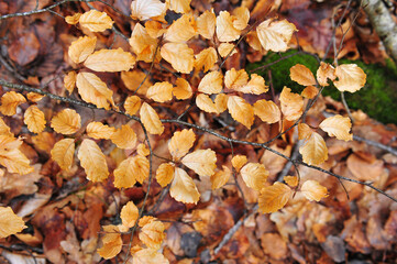 Faded yellow leaves in natural habitat.  Horizontal photo.