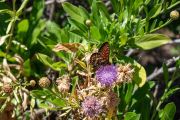 butterfly on a flower