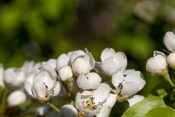 blooming white pear flowers in spring