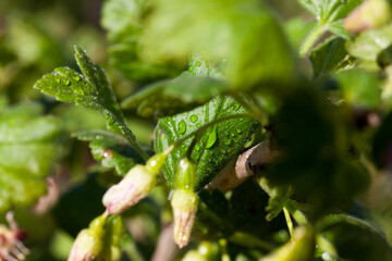 blooming gooseberry with small flowers in summer