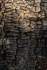 The trunk of a large tree with the cracked bark is naturally beautiful, the sunlight creates a beautiful dimension and color, a close-up of the cracked tree to use as a background image.