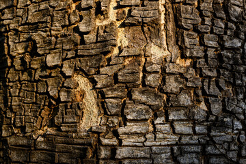 The trunk of a large tree with the cracked bark is naturally beautiful, the sunlight creates a...