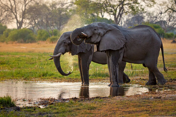Portrait of two African elephants, Loxodonta, drinking from a river, water falling from its mouth....