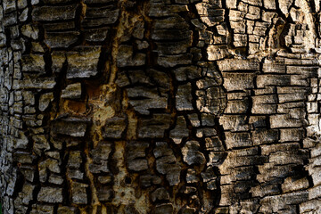 The trunk of a large tree with the cracked bark is naturally beautiful, the sunlight creates a beautiful dimension and color, a close-up of the cracked tree to use as a background image.