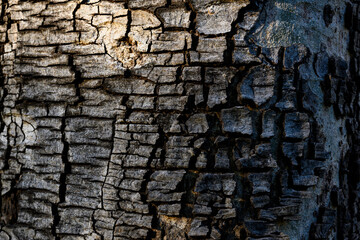 The trunk of a large tree with the cracked bark is naturally beautiful, the sunlight creates a beautiful dimension and color, a close-up of the cracked tree to use as a background image.