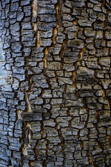 The trunk of a large tree with the cracked bark is naturally beautiful, the sunlight creates a beautiful dimension and color, a close-up of the cracked tree to use as a background image.