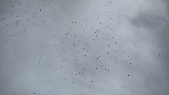 Flock of birds randomly flying in the sky. Group of seagulls flying in circles in a cloudy grey sky