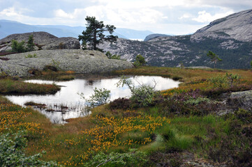 Beautiful view of small pond in the mountains above village Vrådal, Telemark, Norway.  Summer day with clouds, Colorful flowers and heather. Horizontal shot.