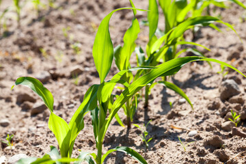 green young corn in an agricultural field