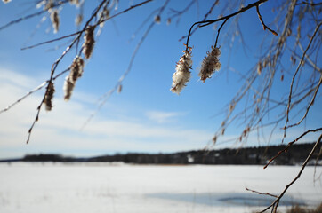 Closeup of catkins on a sunny winter day.  Blurry background with frozen lake. Horizontal photo with copy space.