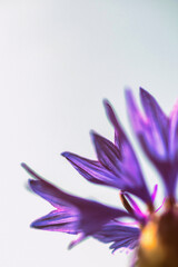 flower on white background