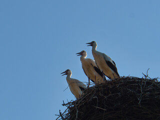 three white storks in the nest on a chimney in Brandenburg.