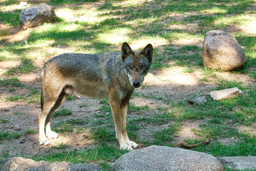 mongolian wolf with eye contact to the observer. relaxed predator photographed individually.