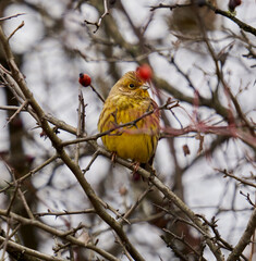 Yellowhammer on a briar bush