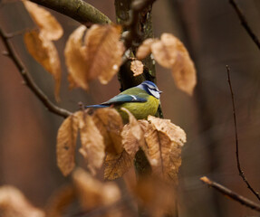 Blue tit in the forest