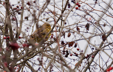 Yellowhammer on a briar bush