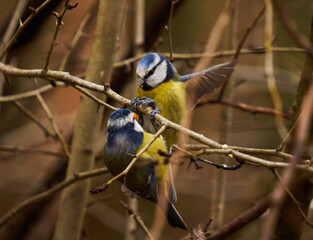 Blue tit in the forest