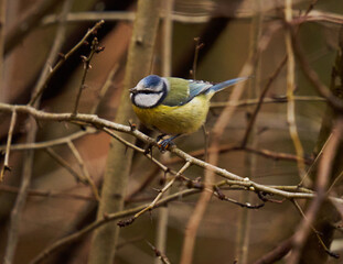 Blue tit in the forest