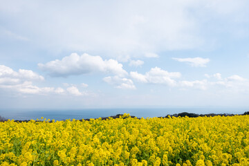 菜の花と空