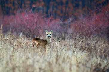 Roe deer in the early winter