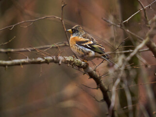 Brambling perched on a tree