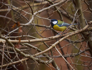 Great tit in the forest