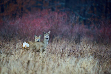 Roe deer in the early winter