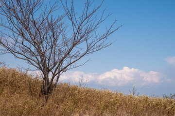 空と木と菜の花