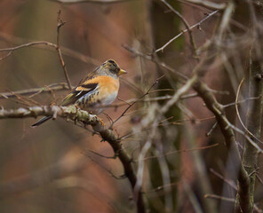 Brambling perched on a tree