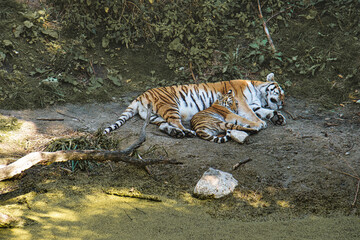 Naklejka na ściany i meble siberian tiger mother with her cub lying relaxed on a meadow. powerful predatory cat.
