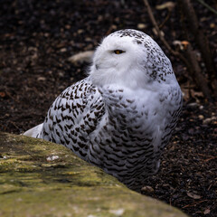 The Snowy Owl, Bubo scandiacus is a large, white owl of the owl family