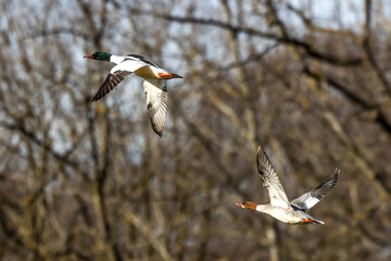 Common Merganser, Goosander, Mergus merganser, flying over a lake in Munich, Germany