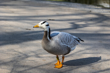 The bar-headed goose, Anser indicus seen in English Garden in Munich