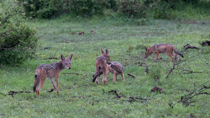 a family of black-backed jackals