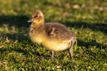 Beautiful yellow fluffy greylag goose baby gosling in spring, Anser anser