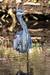 Grey heron, Ardea cinerea, a massive gray bird wading through a flat lake searching for fish