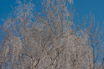 Birch branches in frost on a sunny day