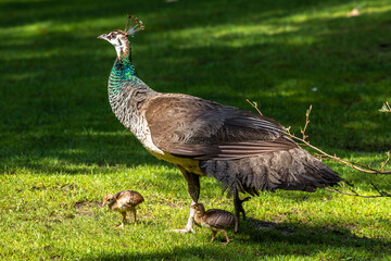 The Indian peafowl mom with little babies. Blue peafowl, Pavo cristatus is a large and brightly coloured bird - obrazy, fototapety, plakaty